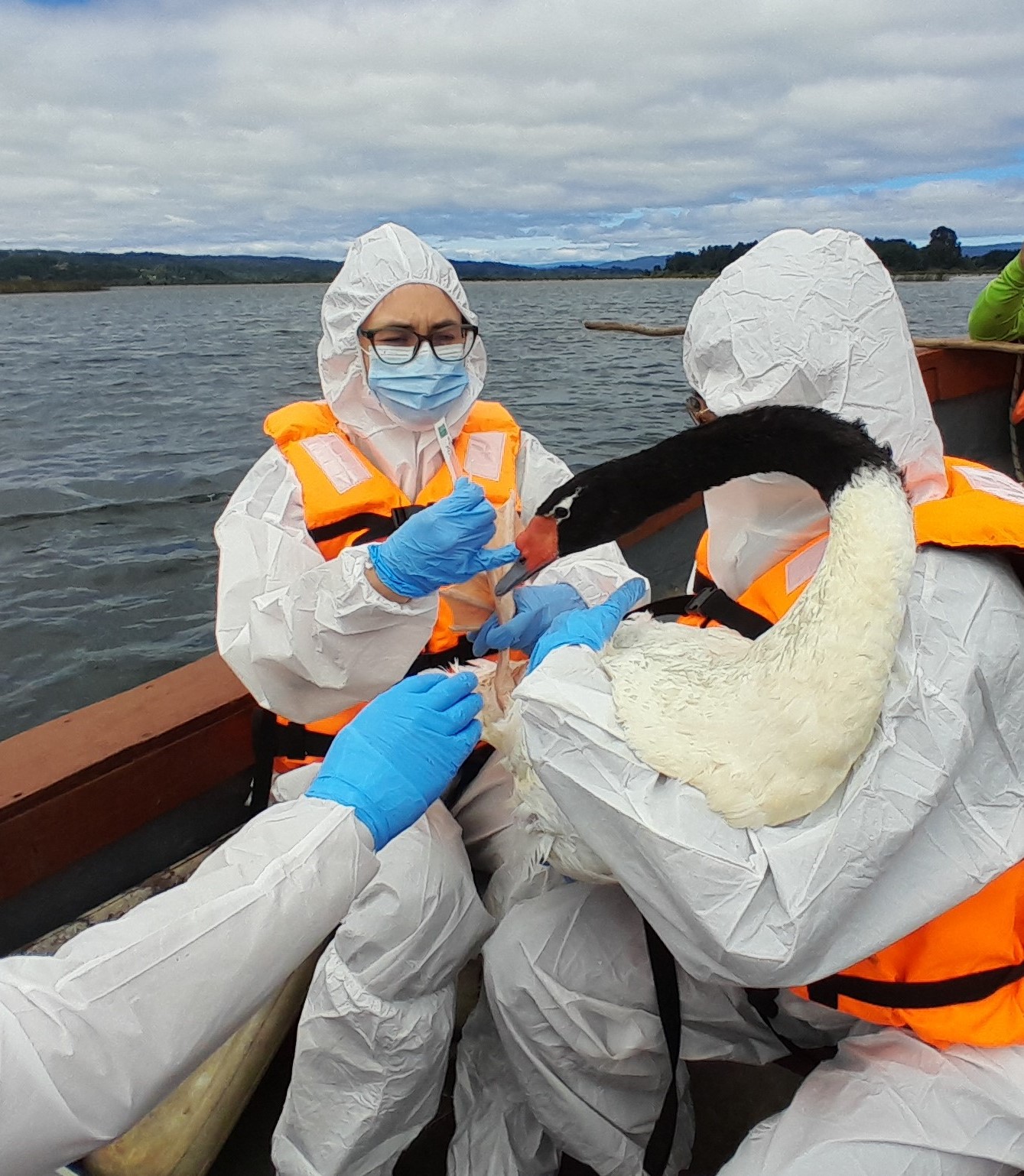 Influenza Aviar en Los Ríos: informan acciones contempladas en plan de contingencia