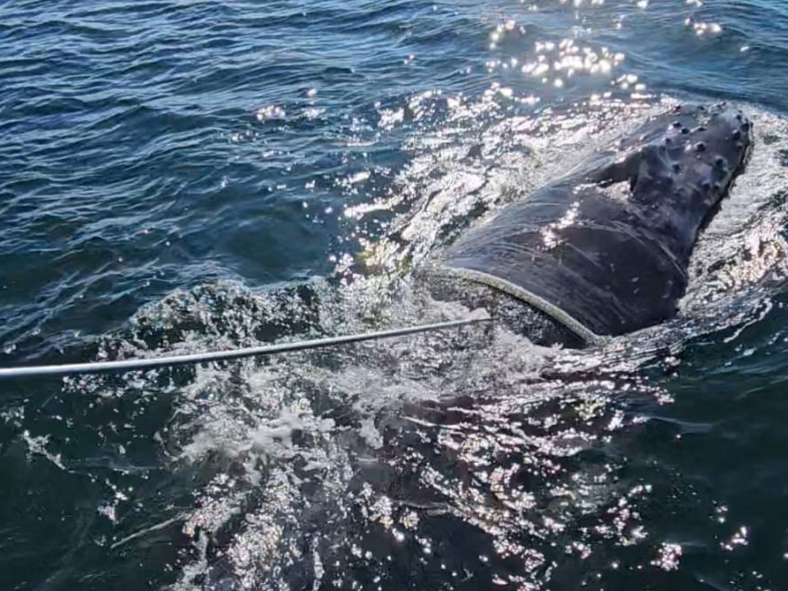 Liberan con vida a ballena enredada en cabos en la costa de Valdivia