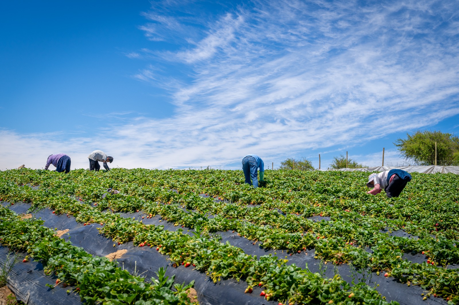 Ministerio de Agricultura transfiere apoyo a más de 3.800 agricultores de INDAP en Los Ríos ante alza en precios de insumos