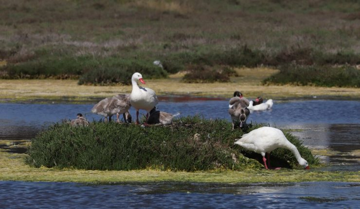 Influenza Aviar H5N1: Colmevet plantea como desafío la interacción entre aves silvestres y domésticas