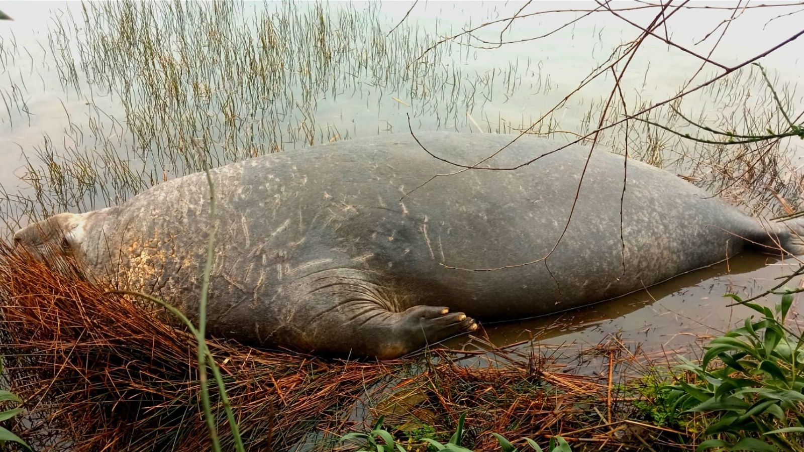 Sernapesca monitorea presencia de elefante marino en ribera del río Valdivia